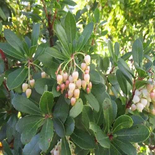 イチゴノキの花