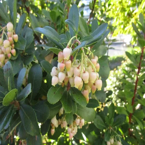 イチゴノキの花