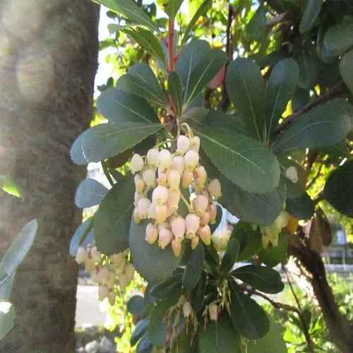イチゴノキの花