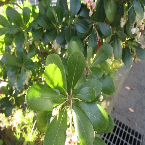 イチゴノキの葉