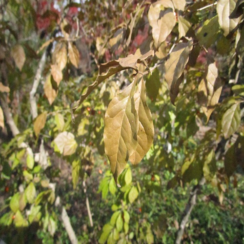 ロウヤガキの葉