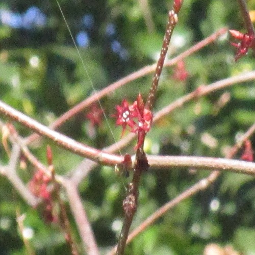 マルバノキの花