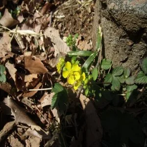 ミツバツチグリの花