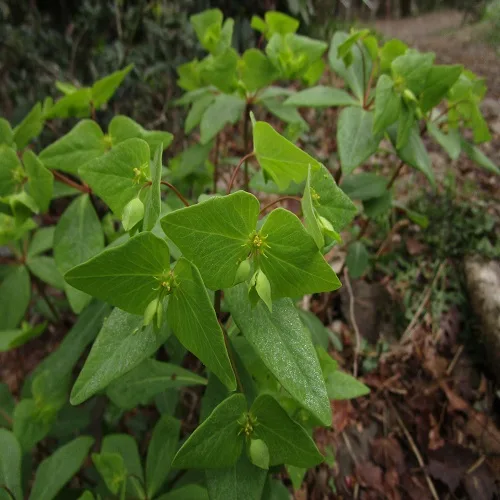 ナツトウダイの花