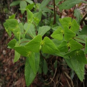 ナツトウダイの花