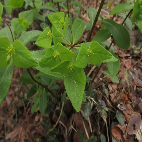ナツトウダイの花