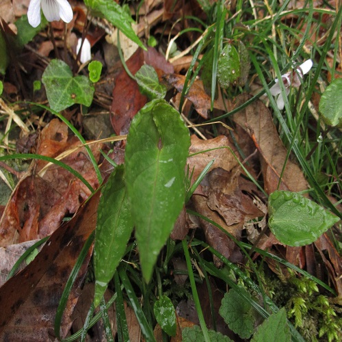ナガバノスミレサイシンの葉