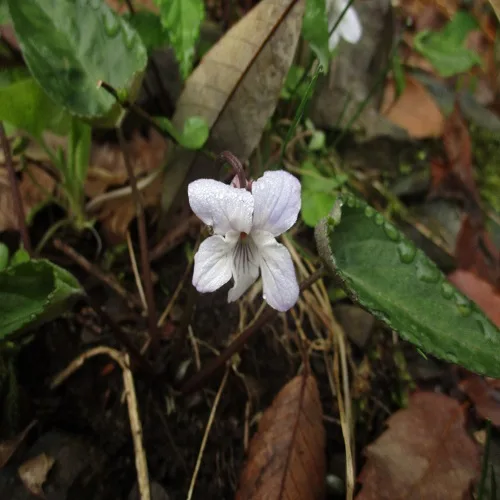 ナガバノスミレサイシンの花