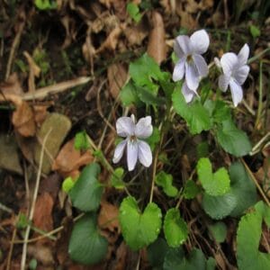 アカフタチツボスミレの花