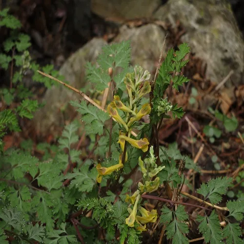 ミヤマキケマンの花