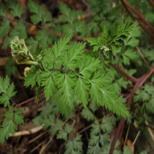 ミヤマキケマンの葉