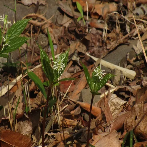 ヒトリシズカの花