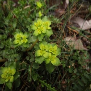 ネコノメソウの花