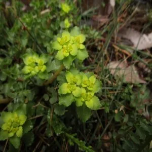 ネコノメソウの花