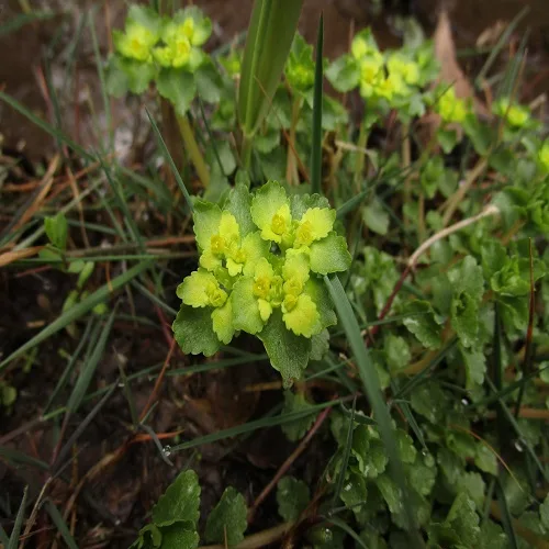 ネコノメソウの花