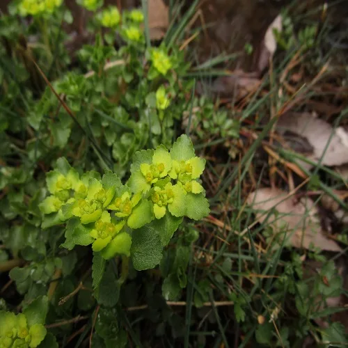 ネコノメソウの花
