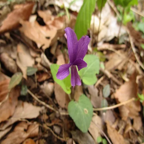 アカネスミレの花