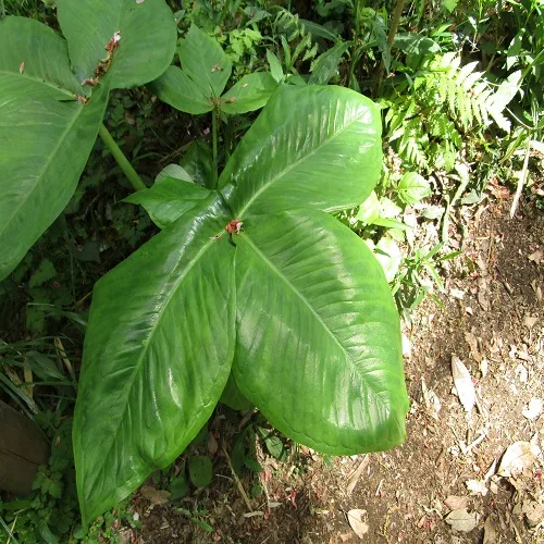 ムサシアブミの葉