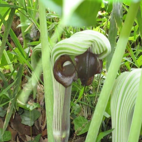ムサシアブミの花