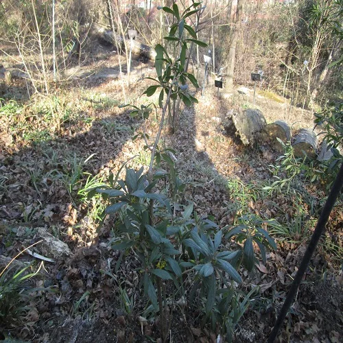 ナニワズの木の全体像