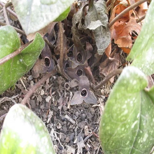 スズカカンアオイの花