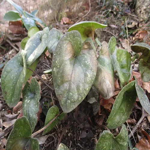 スズカカンアオイの葉