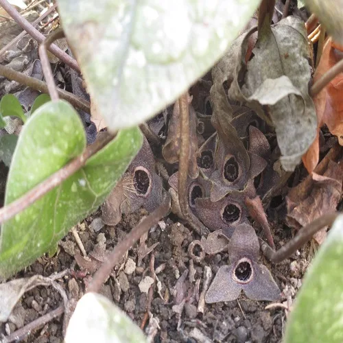 スズカカンアオイの花