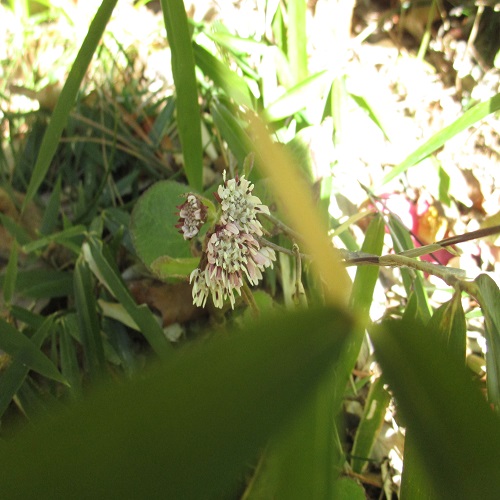 ニオイカントウの花