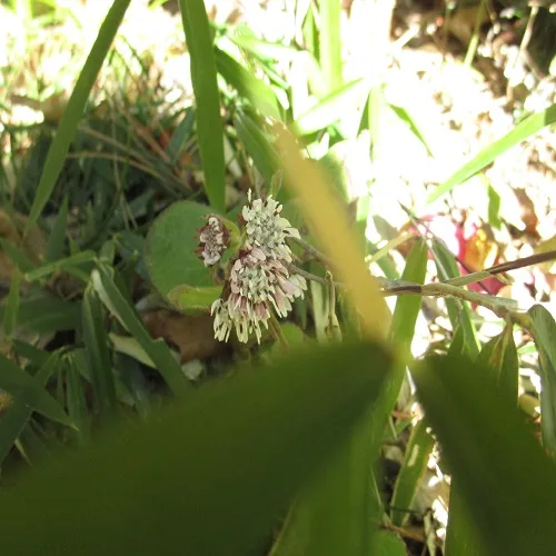 ニオイカントウの花