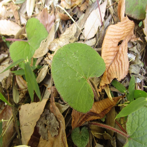 ニオイカントウの葉