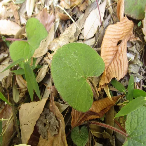 ニオイカントウの葉