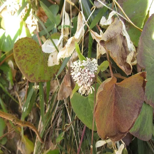 ニオイカントウの花