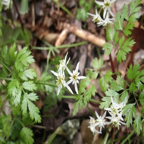 コセリバオウレンの両性花