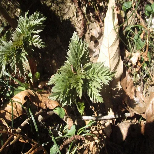 オウメソウの葉