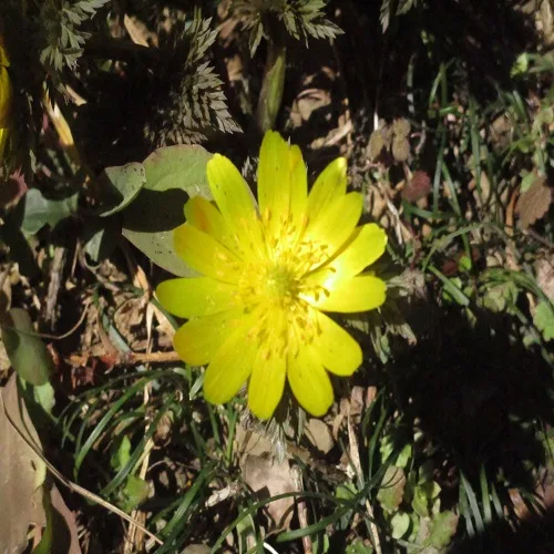 オウメソウの花