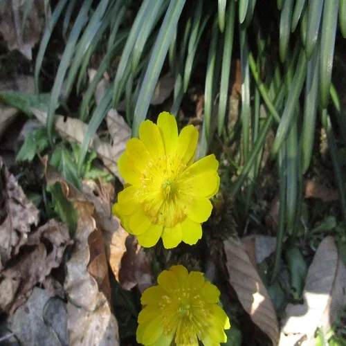 オウメソウの花