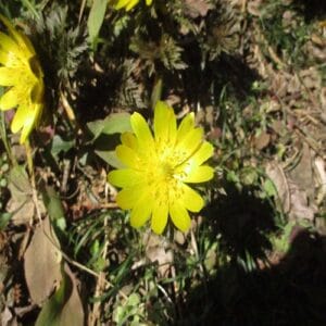 オウメソウの花