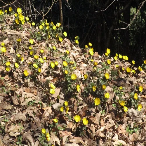 オウメソウの花の群落