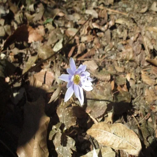 ユキワリイチゲの花