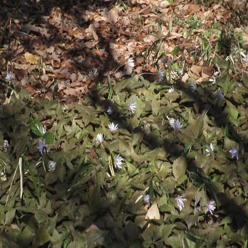 ユキワリイチゲの花の群落