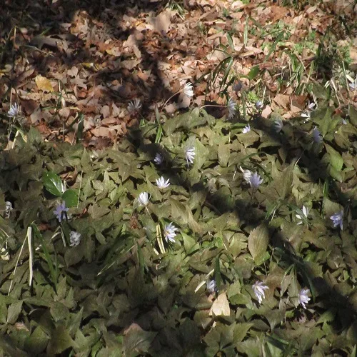 ユキワリイチゲの花の群落