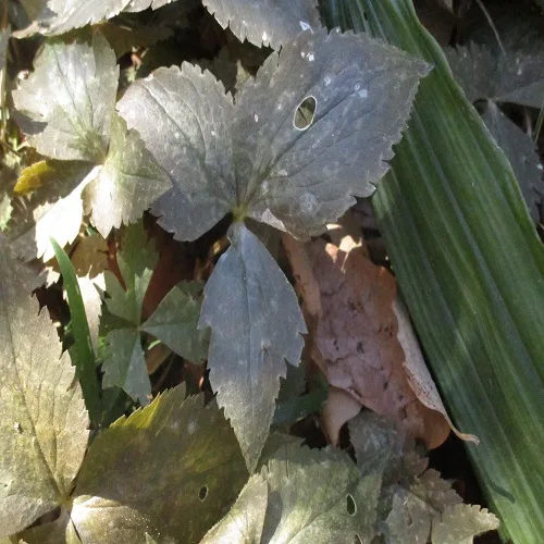 ユキワリイチゲの葉