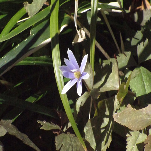 ユキワリイチゲの花