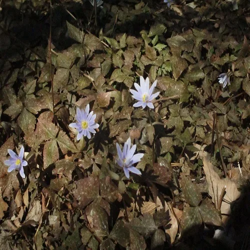 ユキワリイチゲの花
