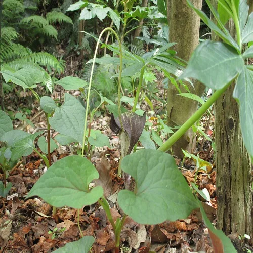 ウラシマソウの花