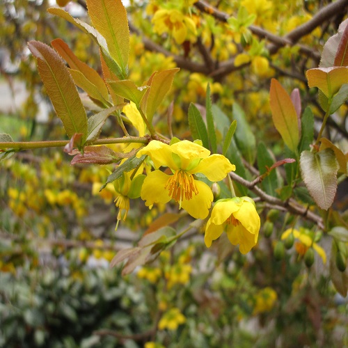オクナ・セルラタ（ミッキーマウスの木）の花