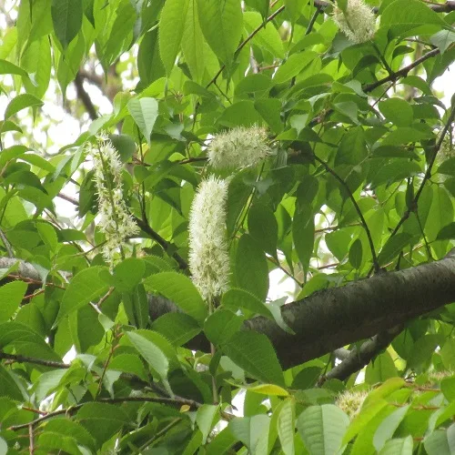 ウワミズザクラの花