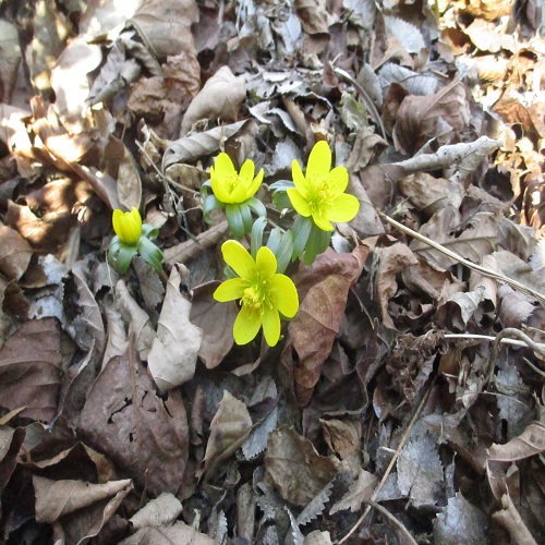 キバナセツブンソウの花