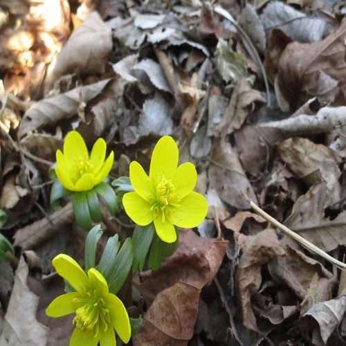 キバナセツブンソウの花