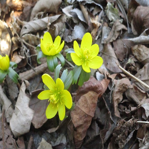 キバナセツブンソウの花